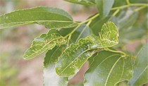 枣粘虫?枣粘虫图片!