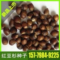 红豆杉种子?红豆杉种子怎么种植发芽!