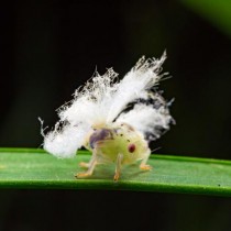 广翅蜡蝉若虫?广翅蜡蝉若虫有毒吗!