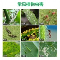 室内花卉怎样杀虫?室内花卉怎样杀虫最好!