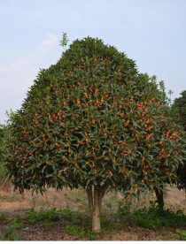 桂花种植?桂花种植要求!