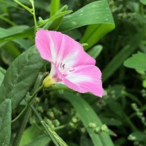 田旋花?田旋花图片!