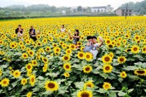 浏阳花卉种植基地?浏阳花卉种植基地在哪里!