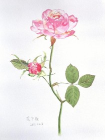 花卉图片绘画?花卉图片绘画作品!