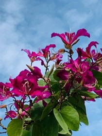 香港的代表花卉?香港的代表花卉是什么花!