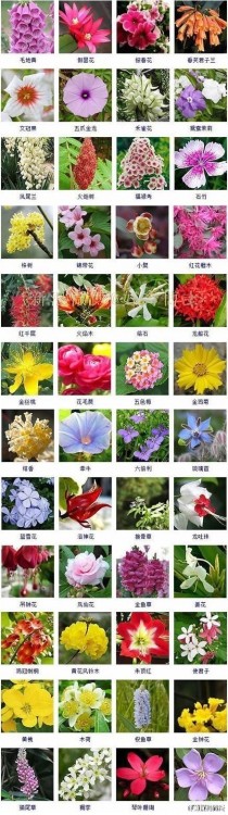 花花卉的图片?花花卉图片大全及花名!