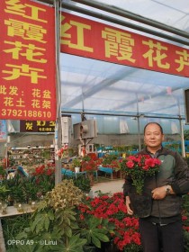 宣城新港附近花卉?宣城新港附近花卉市场!