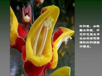 奇花异草?奇花异草的异是什么意思?!