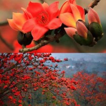 木棉花的花语?木棉花的花语和寓意!