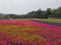 花仙谷花卉?花仙谷花卉有限公司!