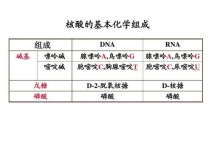 核酸与核苷酸的区别?核酸与核苷酸的区别高中!