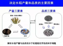 水稻产量三要素?水稻产量三要素是什么!