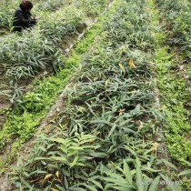 黄精种植技术?苍术种植技术与栽培管理!