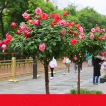 花卉栽成行状?花卉栽成行状图片!