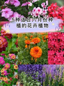 6月开什么花?6月开什么花的季节!