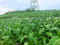 大量种植烟草会导致什么?大量种植烟草会导致什么后果!