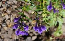 草本花卉根茎大?草本花卉根茎大小标准!