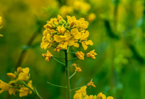 油菜花是什么意思?网络流行语油菜花是什么意思!