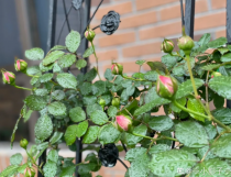 花卉连续几天淋雨?花卉连续几天淋雨好吗!