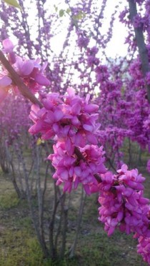 路边常见绿化花卉?路边常见绿化花卉有哪些!