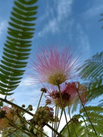 合欢?合欢花季节!