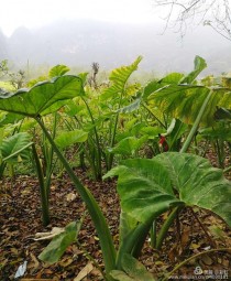 芋头的种植?芋头的种植方法!