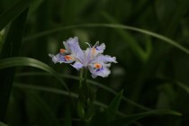 白蝴蝶花卉?白蝴蝶花卉怎么养植!