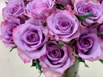 紫色玫瑰?紫色玫瑰花代表什么意思!