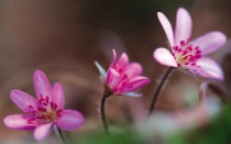 高清花卉电脑壁纸?高清花卉电脑壁纸图片!