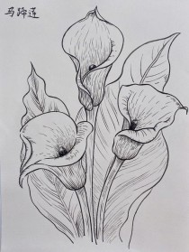 花卉线描画简单?花卉线描画简单好看易画!