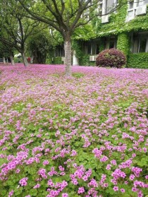 常见花卉地被?常见的地被花卉!