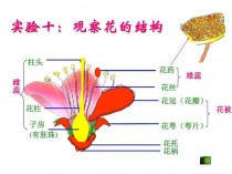 花卉的生物知识?花卉的生物知识有哪些!