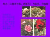 花卉的含义广义?花卉的含义广义是什么!