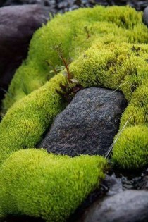 苔藓植物的特征?苔藓植物的特征有哪些!