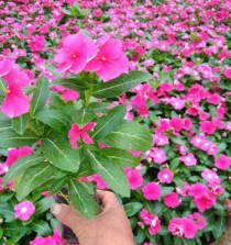 长青草本花卉?长青草本花卉图片!