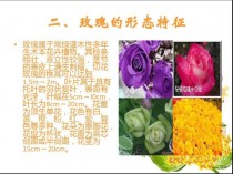 花卉文化的定义?花卉文化的定义是什么!