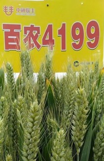 4199?4199小麦品种介绍!