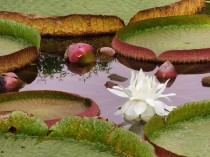 水中花卉王莲?王莲属于水生花卉中的沉水植物!