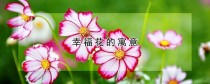 幸福花?幸福花的寓意和象征!