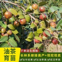 高产油茶品种?高产油茶品种排行!