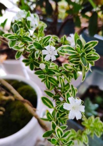 六月雪什么时候开花?金边六月雪什么时候开花!