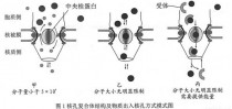 无病毒?!