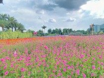 花卉公园的总结?花卉公园的总结怎么写!