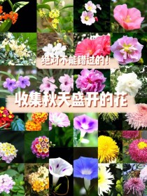 秋天开什么花?秋天开什么花?!