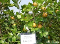 油茶象?油茶象甲虫防治时间!