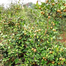 茶油树种植?茶油树种植几年可以采摘!