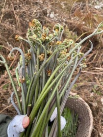 厥菜?厥菜图片 蕨菜!