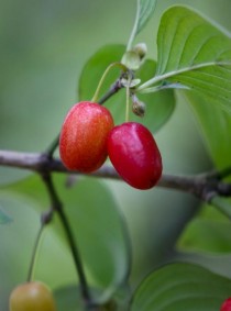 茱萸图片?茱萸图片 植物图片!