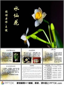 关于水仙花的知识?关于水仙花的知识资料!