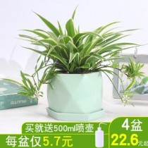 花卉盆栽除甲醛?花卉盆栽除甲醛方法!